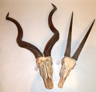 Lot 57 - Taxidermy: Cape Greater Kudu (Strepsiceros strepsiceros) horns on cut upper skull, left horn...