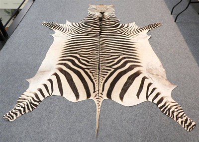 Lot 59 - Taxidermy: Hartmanns Mountain Zebra (Equus zebra hartmannae) circa 1970, full skin rug, with...