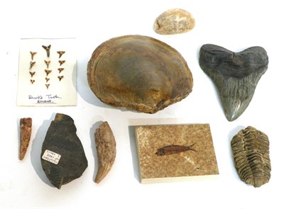 Lot 60 - Fossils: A Varied Collection of Animal and Marine Fossils, to include- Carcharodon Megladon...