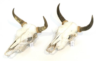 Lot 62 - Taxidermy: Mexican Steer, two pairs of horns on upper skulls, widest span 46cm, 47cm high (2)