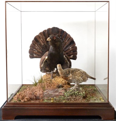 Lot 63 - Taxidermy: A Cased Museum Quality Pair of Capercaillie (Tetrao urogallus) circa late 20th...