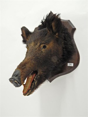 Lot 64 - Taxidermy: European Wild Boar (Sus scrofa) circa 1920, head mount with mouth agape on shaped...