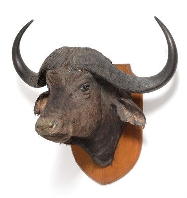 Lot 65 - Taxidermy: Large Cape Buffalo (Syncerus caffer) circa 1930, neck mount looking straight ahead,...