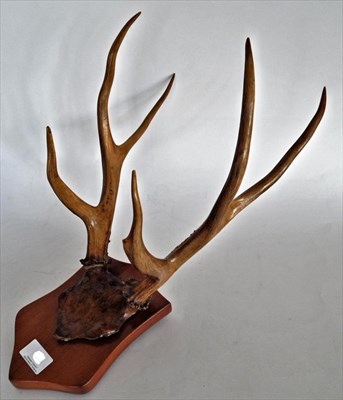 Lot 67 - Taxidermy: Pampas Deer (Ozotoceros bezoarticus), circa 1930s, antlers on cut upper frontlet on...