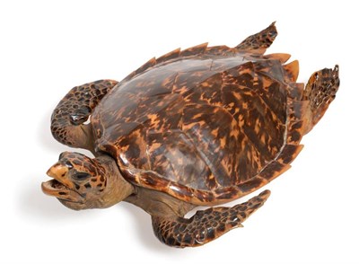 Lot 68 - Taxidermy: Hawksbill Sea Turtle (Eretmochelys imbricata) circa 1960, full mount with head...