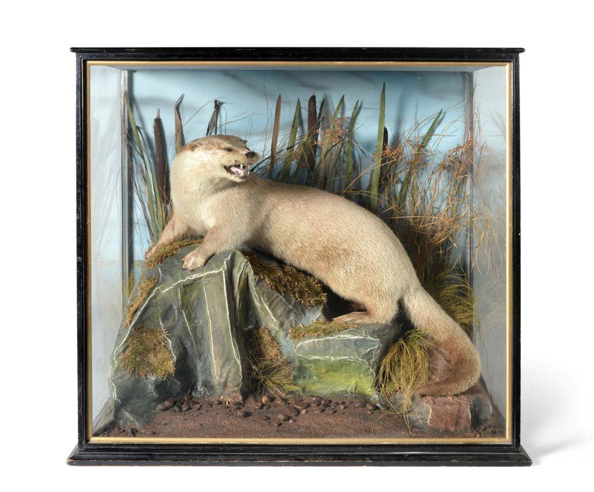 Lot 69 - Taxidermy: Eurasian Otter (Lutra lutra) circa 1930, full mount stood upon a large faux rock in...