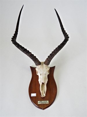 Lot 70 - Taxidermy: Impala Skull (Aepyceros melampus) circa 1965, horns on full skull mounted upon a...