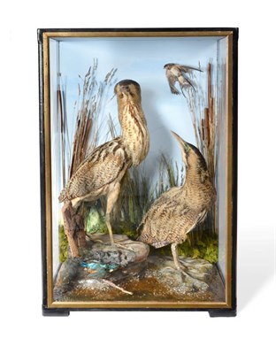 Lot 72 - Taxidermy: A Pair of Cased Bitterns (Botaurus stellaris) victorian, two full mounts, one stood upon