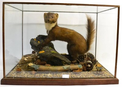 Lot 73 - Taxidermy: European Pine Marten (Martes martes) full mount stood upon a lichen and moss...