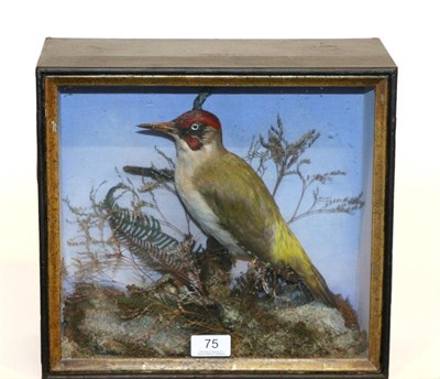 Lot 75 - Taxidermy: Green Woodpecker (Picus viridis) circa 1900, by John Shaw, male full mount perched...