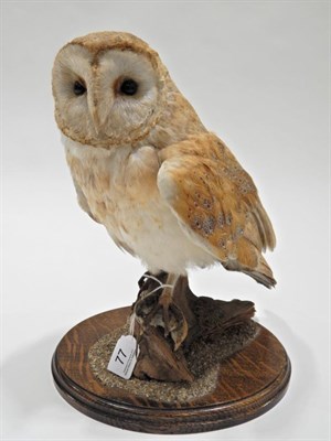 Lot 77 - Taxidermy: Barn Owl (Tito alba) circa 2001, by Tony Armitstead, full mount with head turning...