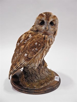 Lot 78 - Taxidermy: Tawny Owl (Strix aluco) circa 2004, by Tony Armistead, full mount sat perched upon a...