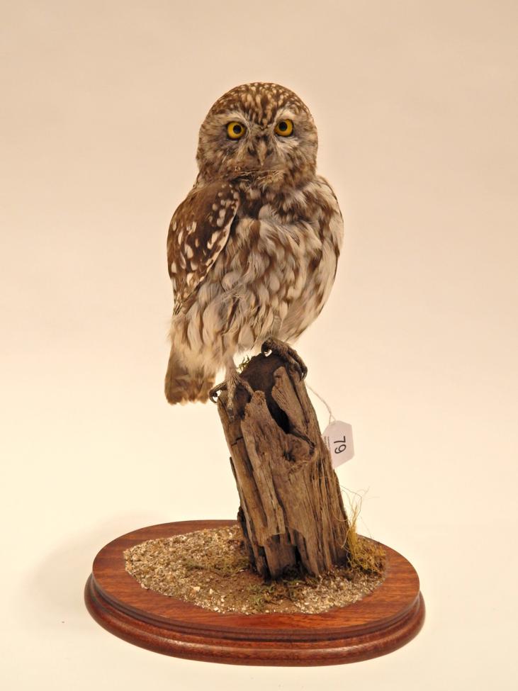 Lot 79 - Taxidermy: Little Owl (Athene noctua) circa 2002, by Tony Armitstead, full mount stood perched upon
