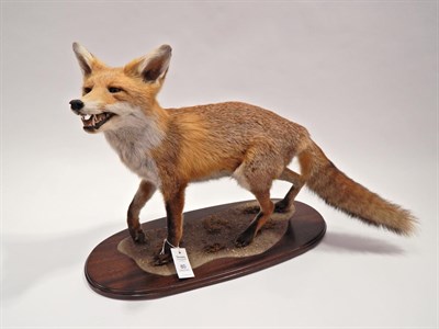 Lot 80 - Taxidermy: Fox Full Mount (Vulpes vulpes), by Tony Armitstead, circa late 20th century, a dog...