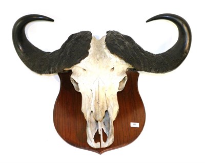 Lot 81 - Taxidermy: Cape Buffalo (Syncerus caffer) circa 22/03/1971, Karuma Falls Hunting Reserve,...