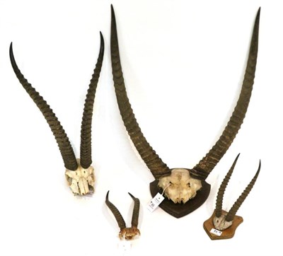 Lot 85 - Taxidermy: Southern Grant's Gazelle (Nanger granti granti) circa late 20th century, horns on...