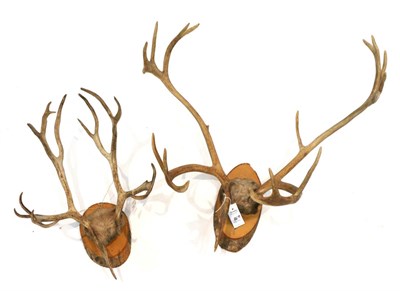 Lot 86 - Taxidermy: Caribou (Rangifer tarandus), two sets of antlers on fur covered cap, both mounted on...