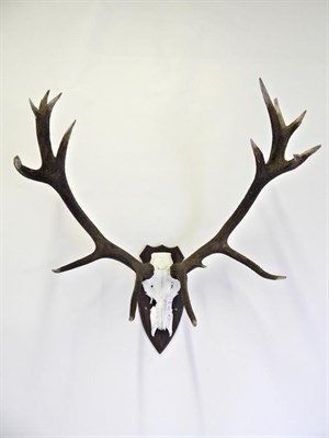 Lot 87 - Taxidermy: European Red Deer (Cervus elaphus) antlers on faux upper skull on oak shield, 16...