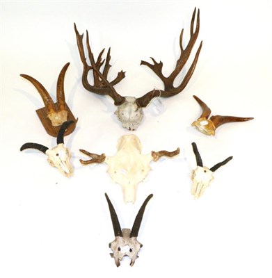 Lot 89 - Taxidermy: Fallow Deer (Dama dama) circa mid 20th century, abnormal antlers on part upper...
