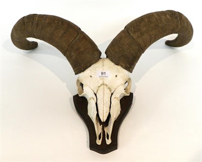 Lot 91 - Taxidermy: East Caucasian Tur (Capra cylindri cornis), circa 1965, horns on cut upper skull,...