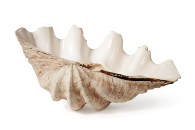 Lot 93 - Conchology: Giant Clam Shell (Tridacna gigas) circa 1900, a large half shell, 72cm width, 43cm...