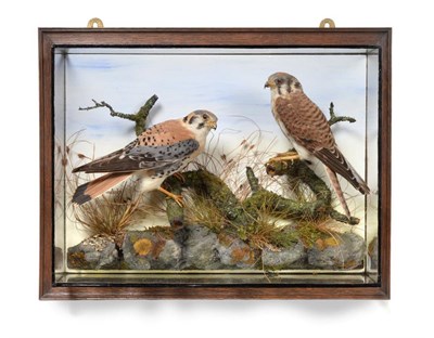 Lot 94 - Taxidermy: A Pair of American Kestrels (Falco spaverius) by H Murray of Carnforth, circa 1910, both