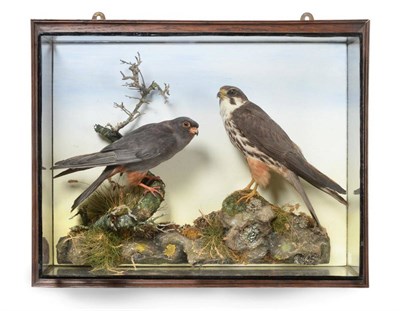 Lot 95 - Taxidermy: Birds of Prey, by H Murray of Carnforth, circa 1910, Red Footed Falcon (Falco...