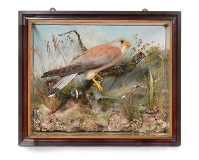 Lot 96 - Taxidermy: Lesser Kestrel (Falco naumanni) circa 1920, by H Murray of Carnforth, male full...