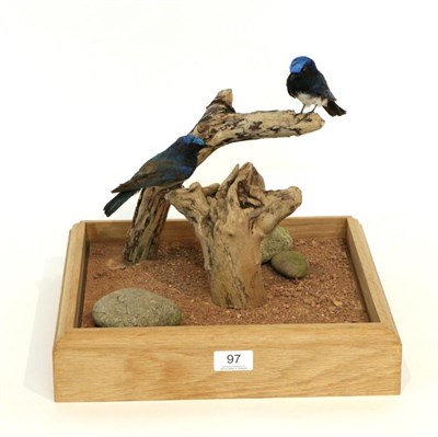 Lot 97 - Taxidermy: Siberian Blue Robin (Luscinia cyane) circa 2017, a pair of full mounts perched upon...
