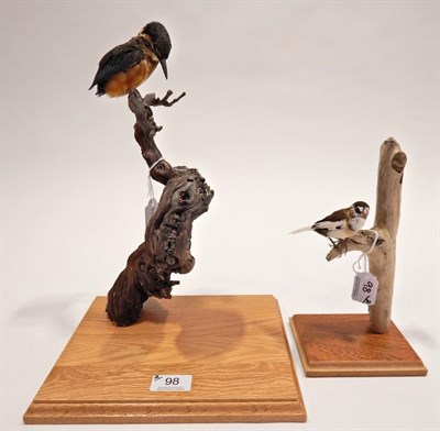 Lot 98 - Taxidermy: Kingfisher (Alcedo atthis) circa 1930, full mount with head lowered looking down,...
