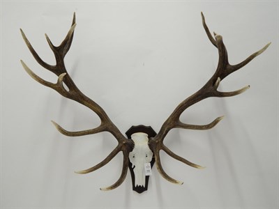 Lot 102 - Taxidermy: European Red Deer (Cervus elaphus) circa late 20th century, impressive large antlers...