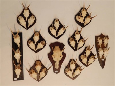 Lot 105 - Taxidermy: Roe Deer (Capreolus capreolus) circa late 20th century, eight matching ebonised...