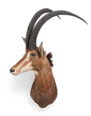 Lot 106 - Taxidermy: Southern Sable Antelope (Hippotragus niger niger) circa late 20th century, shoulder...