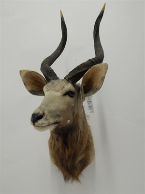 Lot 107 - Taxidermy: Lowland Nyala (Nyala angasii), circa late 20th century, shoulder mount with head turning