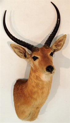 Lot 108 - Taxidermy: Sudan Bohor Reedbuck (Redunca cottoni), modern, shoulder mount with head turning to...