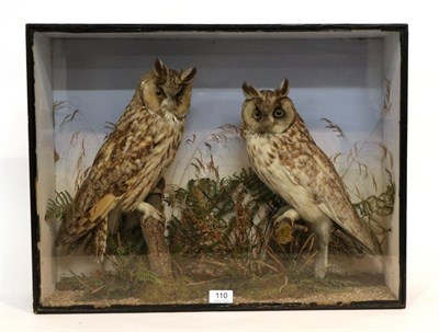 Lot 110 - Taxidermy: A Pair of Long Eared Owls, (Asio otus) circa 1930, a pair male and female both...