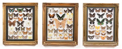 Lot 111 - Entomology: A Large Collection of Framed Asian Butterflies and Moths, the collection includes...