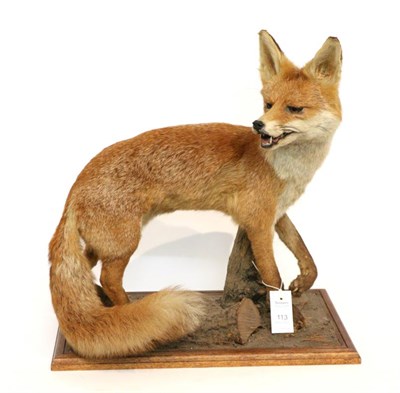 Lot 113 - Taxidermy: Fox Full Mount, (Vulpes vulpes) circa late 20th century, full mount stood with head...