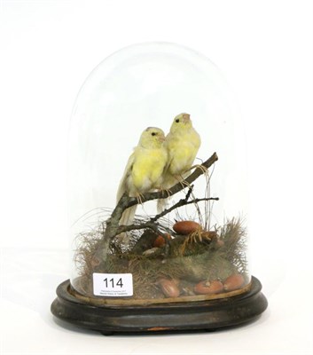 Lot 114 - Taxidermy: A Pair of Victorian Canaries (Serinus canaria domestica) two full mounts perched...