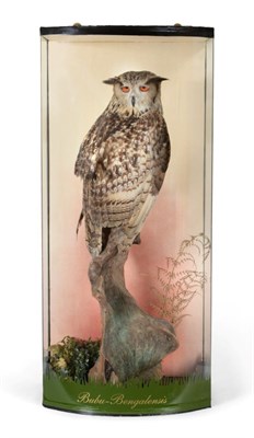 Lot 116 - Taxidermy: Bengal Eagle Owl (Bubo bengalensis) circa 1970, full mount bird with head turning to the