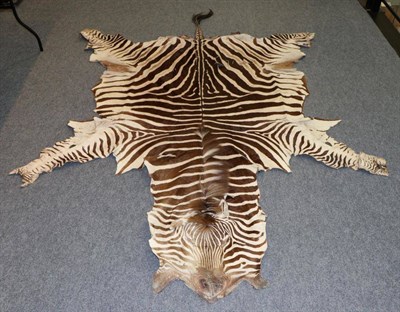 Lot 117 - Taxidermy: Plains Zebra (Equus quagga) circa 1960, full flat skin rug with limbs outstretched,...