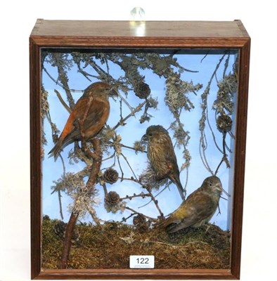 Lot 122 - Taxidermy: Common Crossbill (Loxia curvirostra) circa 1970, three full mounts, one male and two...