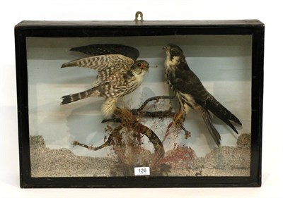 Lot 126 - Taxidermy: Victorian Birds of Prey, Hobby (Falco subbuteo) Merlin (Falco columbarius) by J T...
