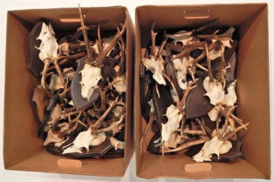 Lot 127 - Taxidermy: Roe Deer (Capreolus capreolus) circa late 20th century- fifteen various sets of...