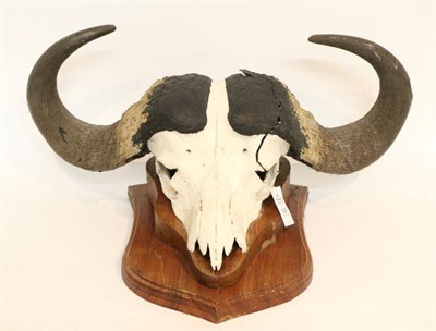 Lot 128 - Taxidermy: Cape Buffalo (Syncerus caffer) circa late 20th century, horns on cut upper skull,...