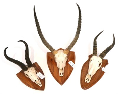 Lot 129 - Taxidermy: Red Lechwe (Kobus leche) circa late 20th century, horns on cut upper skull mounted...
