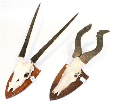 Lot 130 - Taxidermy: Red Hartebeest (Alcelaphus caama) circa late 20th century, horns on cut upper skull...