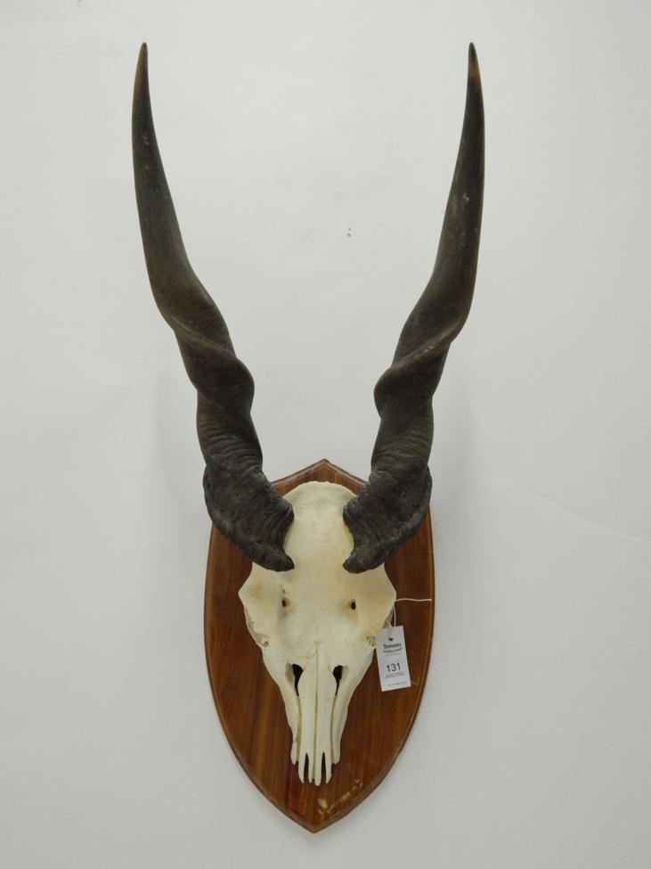 Lot 131 - Taxidermy: Common Eland (Taurotragus oryx) circa late 20th century, horns on cut upper skull on...
