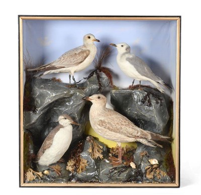 Lot 135 - Taxidermy: Cased Sea Birds by A S Hutchinson of Derby circa 1890, a fine quality display of...