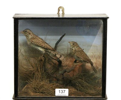 Lot 137 - Taxidermy: A Cased Victorian Display of Birds, circa 1880, a full mount Wryneck (Jynx...